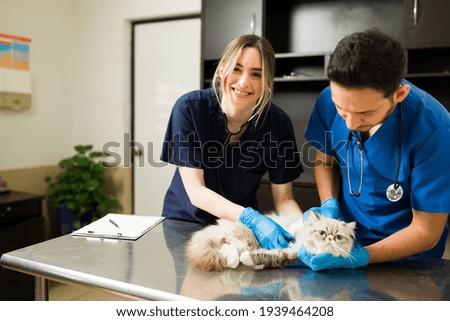Happy professional woman smiling while doing a medical exam on a white persian cat with the help of a male vet wearing blue scrubs and gloves