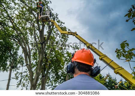 MOERS, GERMANY - AUGUST 10 2015: Workers fell the more than 500 year old Emperor Beech