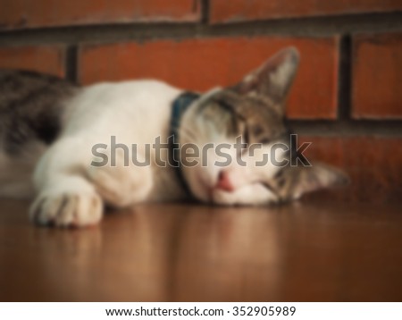 Blur background of a sleeping cat.