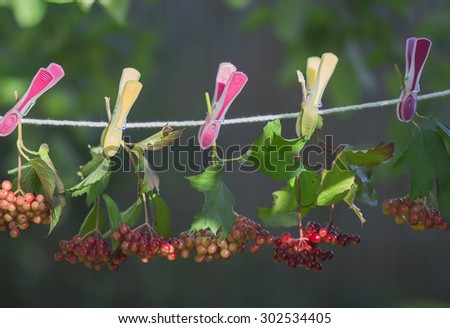Still life with viburnuml. Bunches of viburnum hanging on the cord . Bunches of viburnum hang on the clothes pegs. Branches with red berries hang on clotheslines .