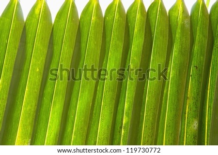 Palm leave green line