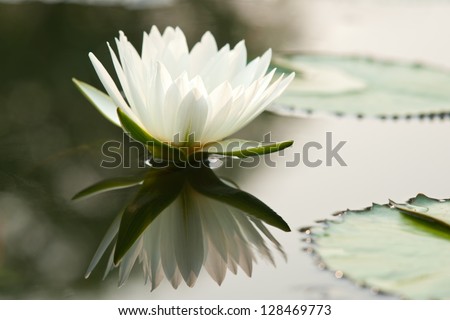 Beautiful lotus in the pond