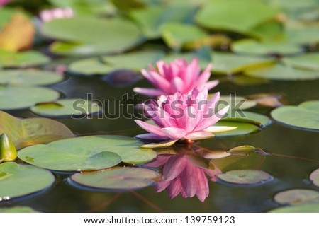 Beauty lotus flowers is blooming in the pond