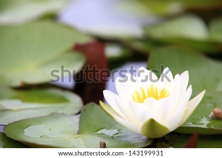 Lotus flowers blooming in the morning after raining