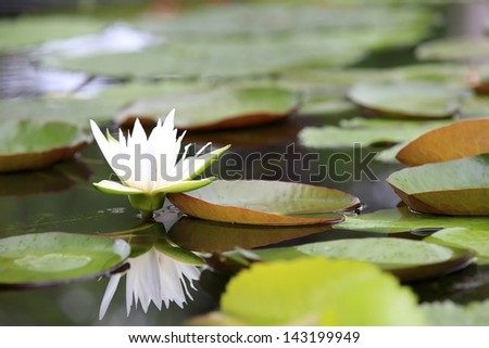 Lotus flowers blooming in the morning after raining