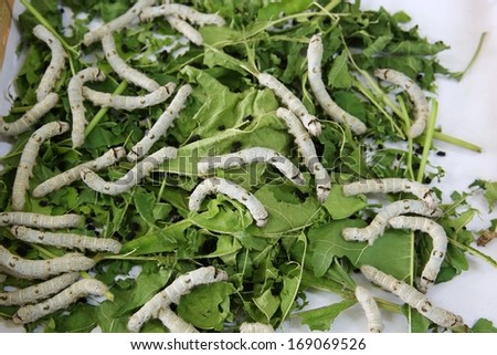 Silkworm eat leaf