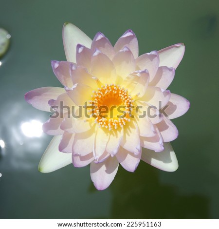 Lotus flower blooming exposure the sun