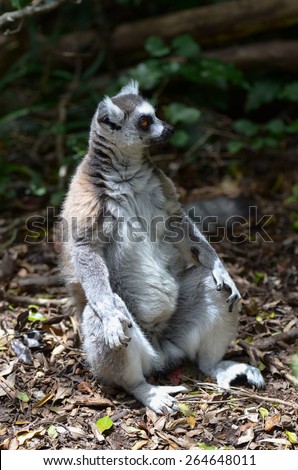 Ring-tailed Lemur sitting like a Buddha