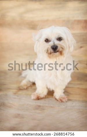 Messy Maltese Terrier