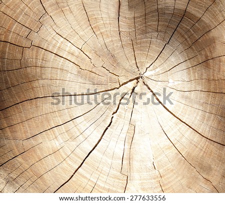 cross section of tree rings,texture