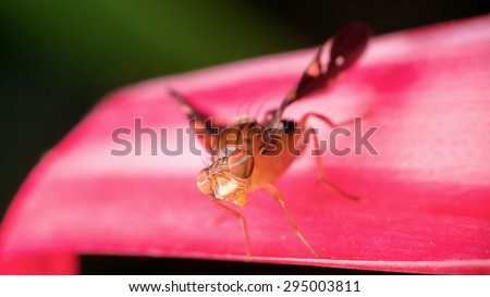 Macro World - Fruit Fly