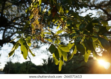 Live oak leaves illuminated at sunset