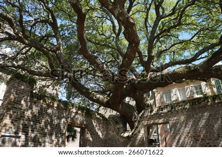 Live oak reaching over wall