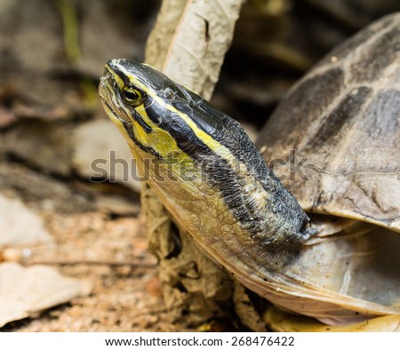 Closeup of a head  asian box turtle