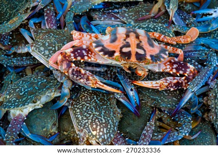 Fresh blue and red crab is difference  at a seafood market.