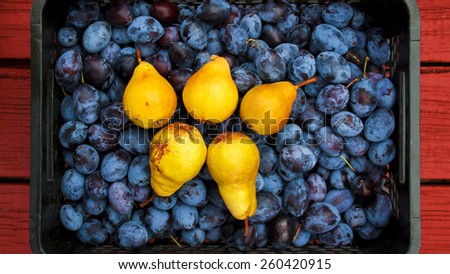 country harvest plum pear desk plenty picked yellow blue