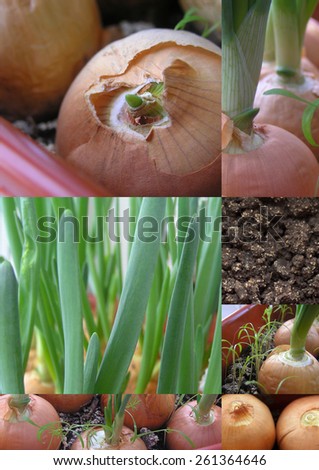different stages of ripening green onions