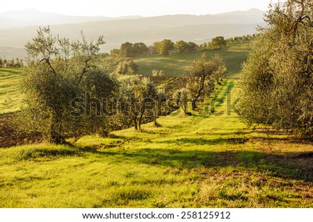 Toscany landscape, Italy. Focus on the foreground