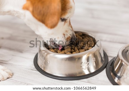 cute small dog sitting and eating his bowl of dog food. Pets indoors. Concept