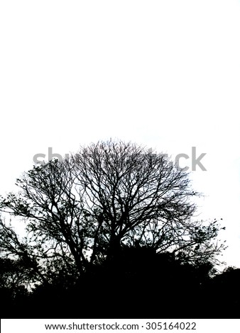 Winter Tree with no leaves black silhouette background image.  Portrait orientation with space for text. Image for text.