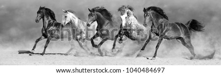 Horse herd run in desert fast. Black and white