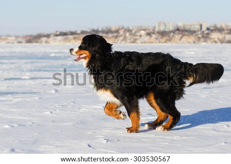 Bernese mountain breed dog play outdoors in winter
