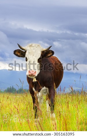 A cow in the grass on the top of the mountain against dark sky