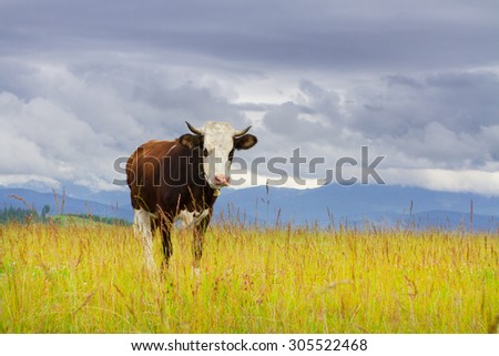 A cow in the grass on the top of the mountain against dark sky