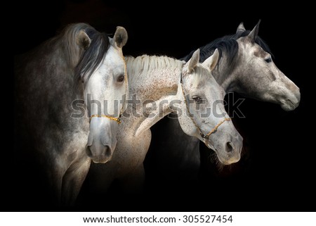 Three horse portrait on black background