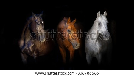 Black red and white horses portrait isolated on black background