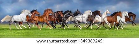 Herd of horses on summer pasture, banner for website