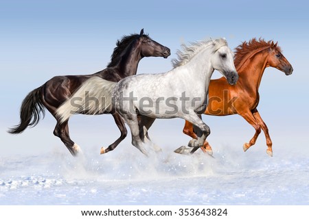 Red black and white horse run gallop at snow field