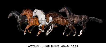 Horse herd isolated on black background