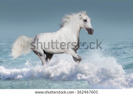 White arabian horse run gallop in waves in the ocean