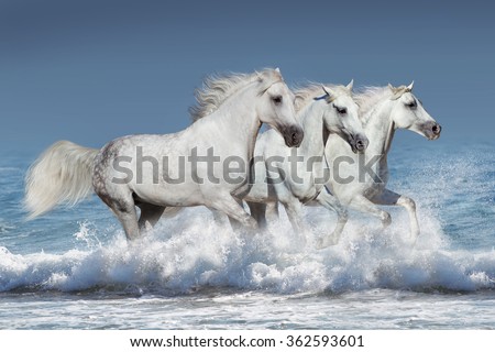 Horse herd run gallop in waves in the ocean