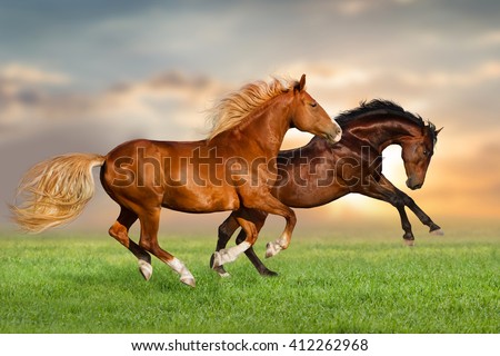 Couple of horse run gallop on green pasture at sunset sky