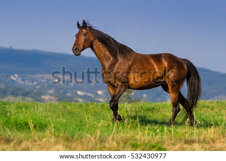 Bay horse walk on pasture against beautiful landscape