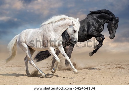 Black and white horses run in desert dust