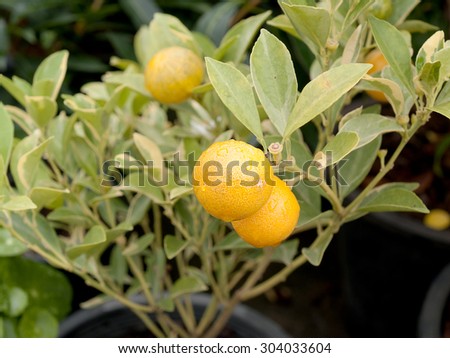 Kumquat, golden orange, ornamental sacred is a local plant in China.