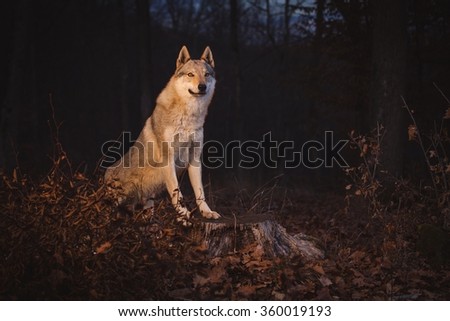 Czechoslovakian Wolfdog is a dog breed between German Shepherd Dogs with Carpathian wolves (Canis lupus lupus)