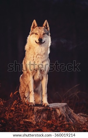 Czechoslovakian Wolfdog is a dog breed between German Shepherd Dogs with Carpathian wolves (Canis lupus lupus)