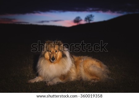 Collie dog\
The collie is a distinctive type of herding dog, including many related landraces and formal breeds. The breed originated in Scotland and Northern England.