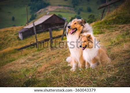 A collie dog and a puppy\
The collie is a distinctive type of herding dog, including many related landraces and formal breeds. The breed originated in Scotland and Northern England