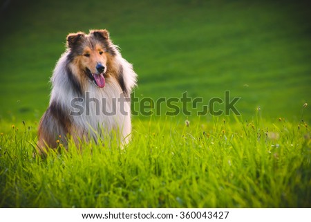 Collie Dog 
The collie is a distinctive type of herding dog, including many related landraces and formal breeds. The breed originated in Scotland and Northern England