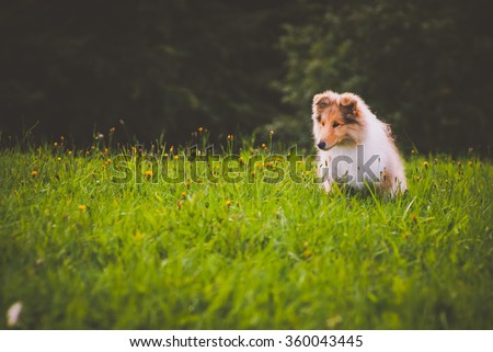 Collie Dog Puppy\
The collie is a distinctive type of herding dog, including many related landraces and formal breeds. The breed originated in Scotland and Northern England