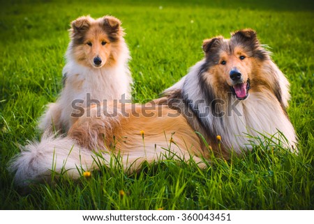 Collie Dog \
The collie is a distinctive type of herding dog, including many related landraces and formal breeds. The breed originated in Scotland and Northern England