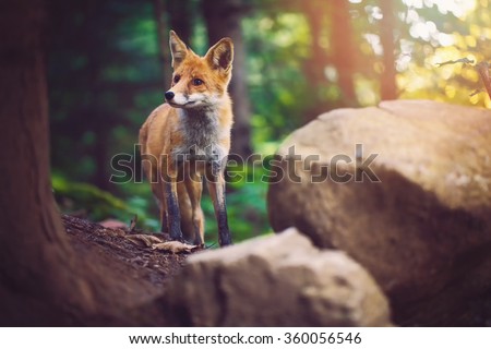 The Fox\
Foxes are small-to-medium-sized, omnivorous mammals belonging to several genera of the family Canidae.