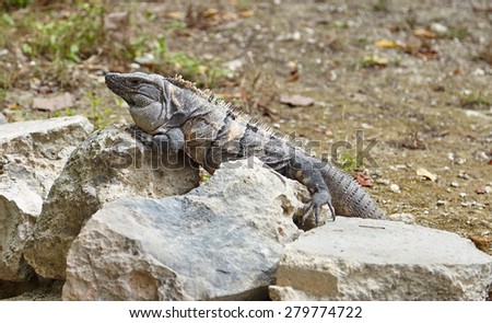 Iguana on the stone