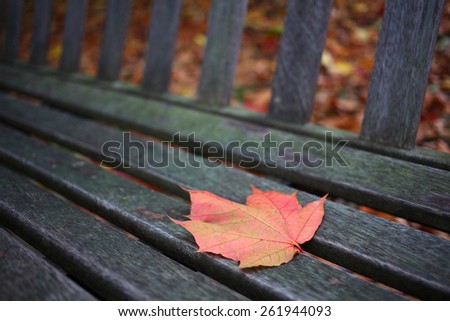 An Autumn red maple leaf on a bench, York, UK