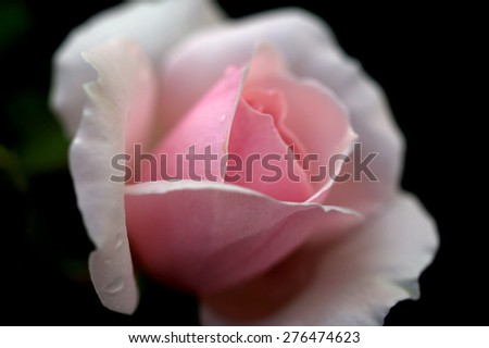 Close up of a pink rose with drew drops